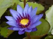 unknow artist Realistic Violet Water Lily painting